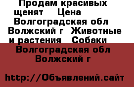 Продам красивых  щенят! › Цена ­ 2 500 - Волгоградская обл., Волжский г. Животные и растения » Собаки   . Волгоградская обл.,Волжский г.